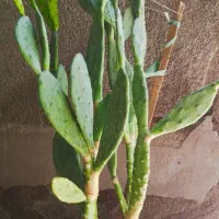 کاکتوس چند ساله بزرگ و قوی