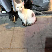 واگذاری گربه رایگان