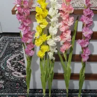 گل پنج شاخه خیلی تازه وتمیزوپرده اطاق خواب