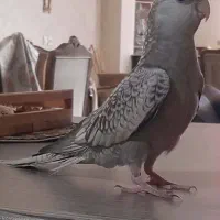 عروس هلندی گمشده|حیوانات|اصفهان, سیچان|دیوار