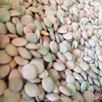 عدس اعلا درجه یک