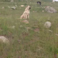 سگ سرابی