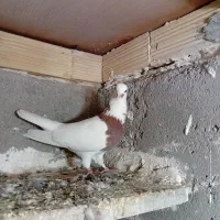 پرنده|پرنده|اردبیل, |دیوار