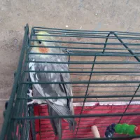 عروس هلندی نر