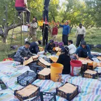 سرکارگر کار کشاورزی باغ با اکیپ*مصی بیرانوند*