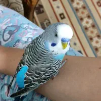 مرغ عشق گمشده