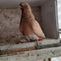 کبوتر سرور زرد|پرنده|ابهر, |دیوار