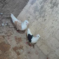 ی جفت پشتی