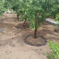 سمپاشی تیلر هرس ابیاری|خدمات باغبانی و درختکاری|اصفهان, آبشار|دیوار