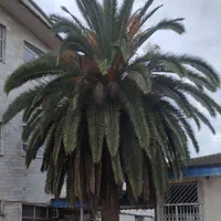 خرید و جابجایی گل و درخت