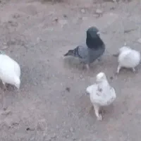 کفتر|پرنده|آبیک, |دیوار