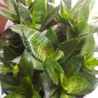 گل اپارتمانی|گل و گیاه طبیعی|ورامین, ورامین|دیوار