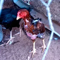 مرغ و خروس لاری|حیوانات مزرعه|بندرعباس, |دیوار