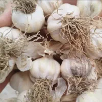 سیر درجه ۱ جهت بذر و استقاده خانگی