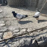 ۶تارنگه|پرنده|شیروان (خراسان), |دیوار