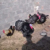 بوقلمون محلی