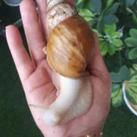 فروش  تعدادی حلزون بالغ وتخم گذار|خزنده|خمینی‌شهر, |دیوار