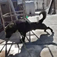 سگ پاکوتاه|سگ|شیراز, شهرک رضوان|دیوار