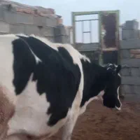 گاو دو زه جوان