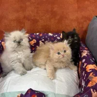 گربه پرشین اشرافی با حجم موی بینظیر