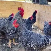 تخم مرغ نطفه دار خارجی و لاری چابهاری اصیل|حیوانات مزرعه|گراش, |دیوار