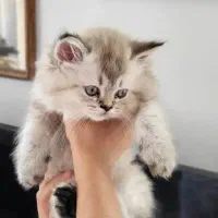 گربه ۲ ماهه، بریتیش، سیبرین