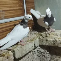 طوقی|پرنده|مهریز, |دیوار