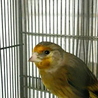 سهره قناره نرخوش رنگ|پرنده|کرمانشاه, |دیوار