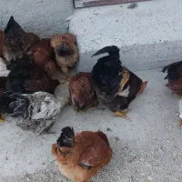 فروش خروس محلی ۶عدد