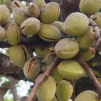 فروش انواع نهال بادام و گردو دیرگل|خدمات باغبانی و درختکاری|تربت‌حیدریه, قائم|دیوار