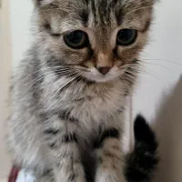 گربه اسکاتیش