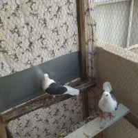 کفتر|پرنده|مشهد, کوی سیدی|دیوار
