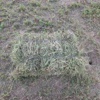 یونجه خشک