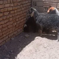 بره