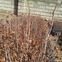 فروشی هست|گل و گیاه طبیعی|چترود, |دیوار