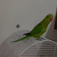 طوطی ملنگو ماده|پرنده|اهواز, اهواز|دیوار