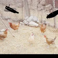 فروش تعدادی مرغ محلی اصل