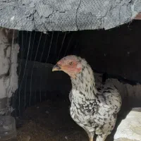 مرغ لاری|حیوانات مزرعه|سیرجان, |دیوار