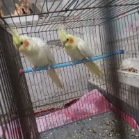 عروس.هلندی زعفرونی مولد|پرنده|فارسان, |دیوار