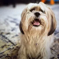 سگ شیتزو نر ۱.۵ ساله|سگ|تهران, استخر|دیوار