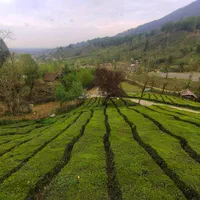 اجاره کلبه جنگلی تو کوهپایه تو قلعه رودخان|اجارهٔ کوتاه‌مدت ویلا و باغ|رشت, استادسرا|دیوار