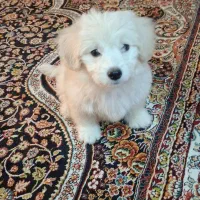 سگ اشپیتز پامر