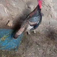 مرغ وخروس محلی