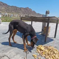 واگذاری دوبرمن