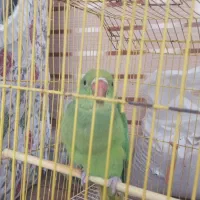 طوطی برزیلی سخنگو
