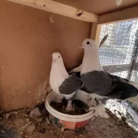 کبوتر دوکت|پرنده|سامان, |دیوار