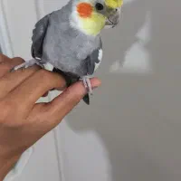 عروس هلندی جفت و ۲ نر