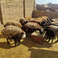 گوسفند بره دار و ابستن 16تا