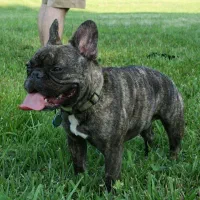 واگذاری سگ|سگ|تهران, توحید|دیوار