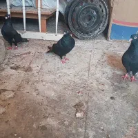 کبوتر امیدیه